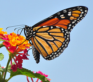 Monarch_Butterfly_Danaus_plexippus_Tiago_J_G_Fernandes_Wikimedia_Commons.jpg