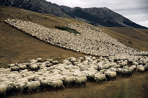 sheep_zpsc5dca37d.jpg